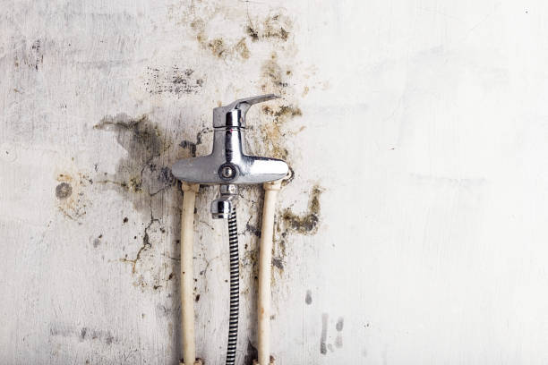 Best Certified Mold Removal  in Wood Dale, IL