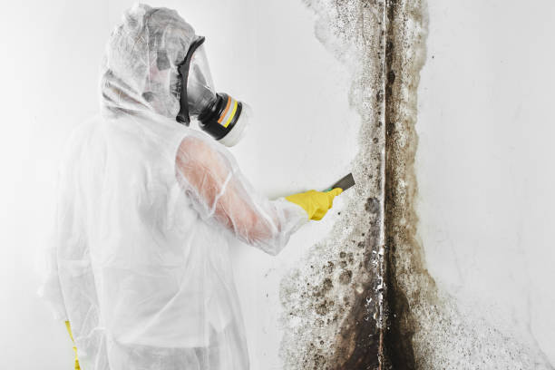 Best Office Mold Removal Services  in Wood Dale, IL