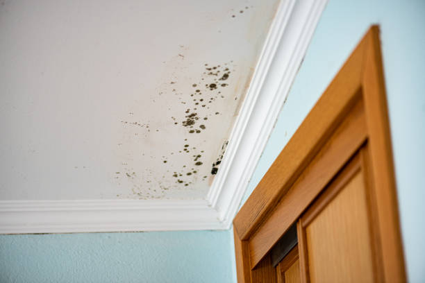Best Mold Remediation  in Wood Dale, IL