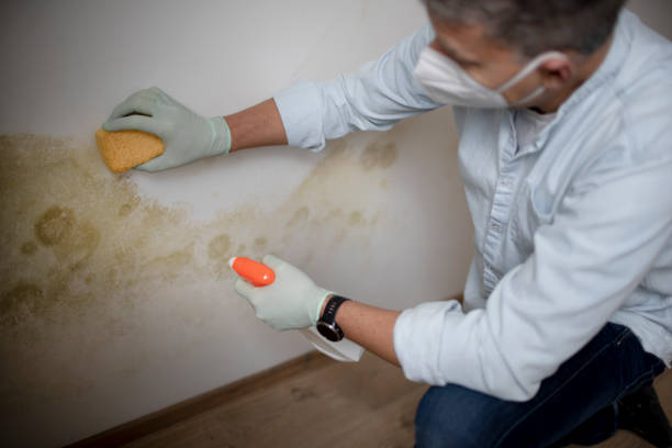 Best Mold Remediation Services  in Wood Dale, IL