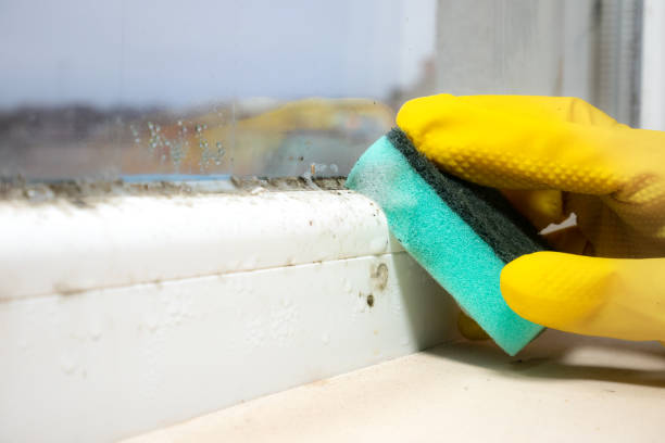 Best Mold Testing  in Wood Dale, IL