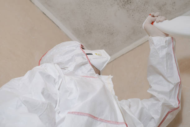 Best Attic Mold Removal  in Wood Dale, IL