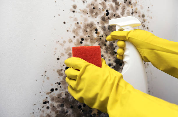 Best Commercial Mold Removal  in Wood Dale, IL