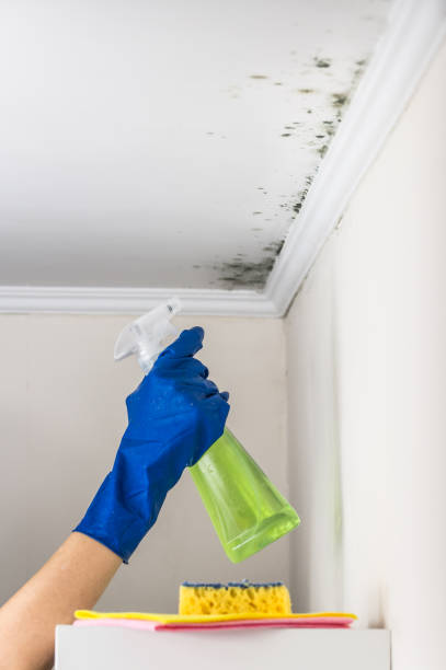 Best Office Mold Removal Services  in Wood Dale, IL